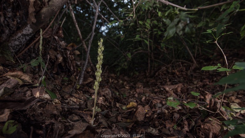 Neottia pekinensis