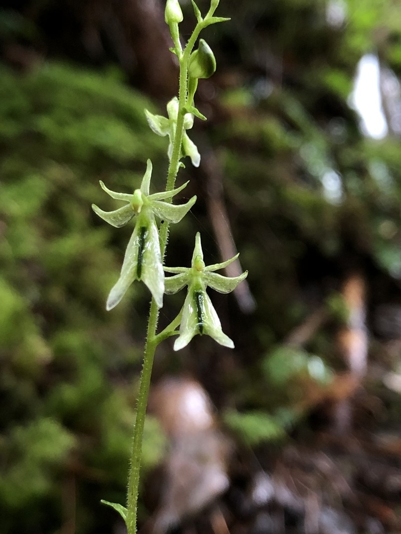 Neottia piluchiensis