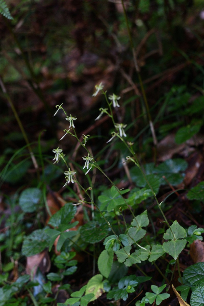 Neottia piluchiensis photo 2