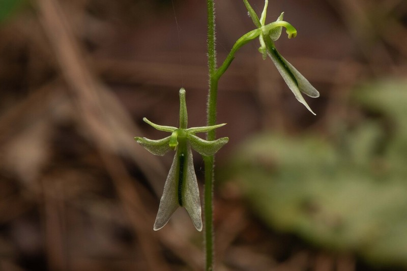 Neottia piluchiensis photo 3