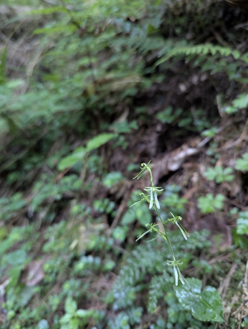 Neottia piluchiensis photo 4