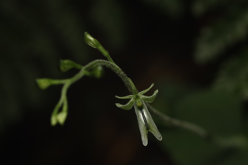 Neottia piluchiensis photo 5