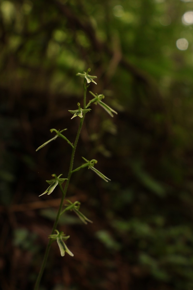 Neottia piluchiensis photo 6