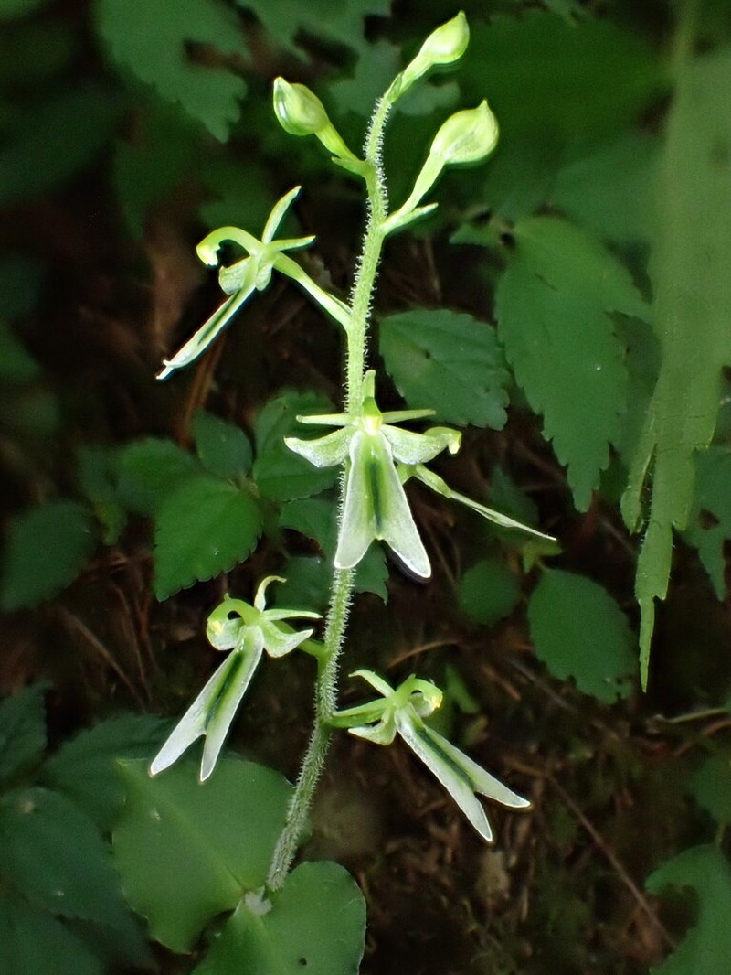 Neottia piluchiensis photo 7