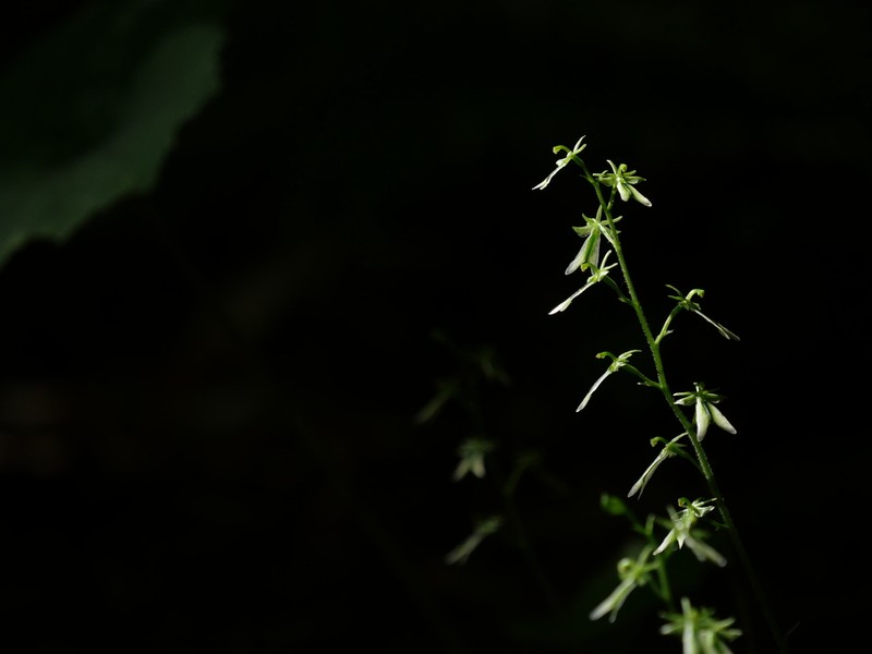 Neottia piluchiensis photo 8