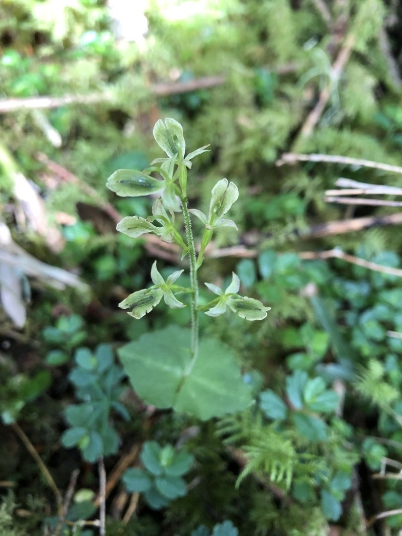 Neottia shenlengiana