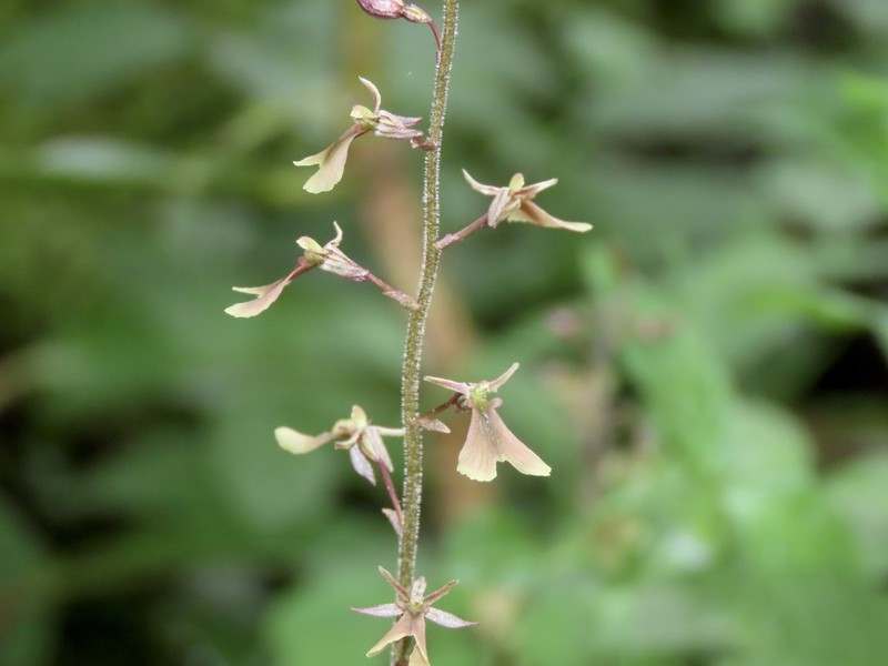 Kidneyleaf Twayblade photo 3
