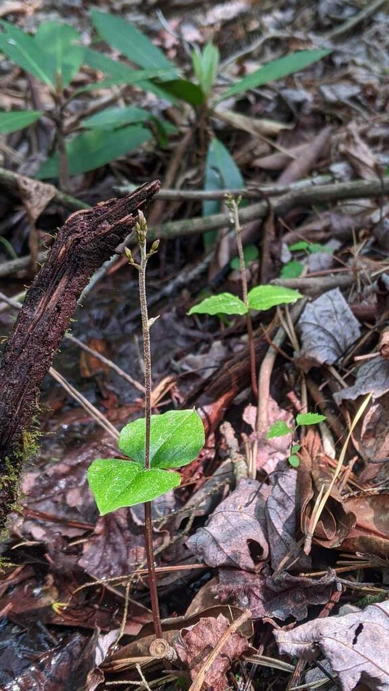 Kidneyleaf Twayblade photo 4
