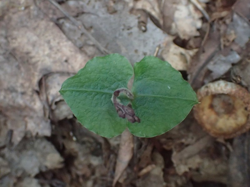 Kidneyleaf Twayblade photo 5