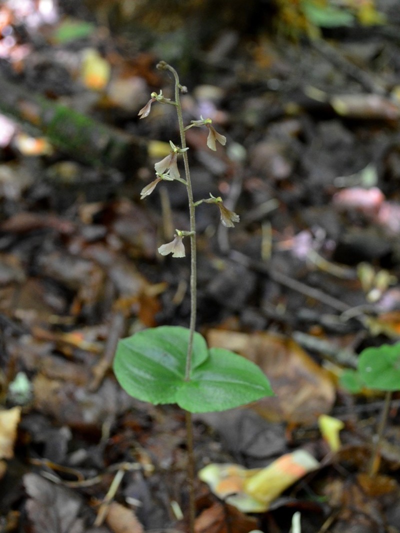 Kidneyleaf Twayblade photo 6