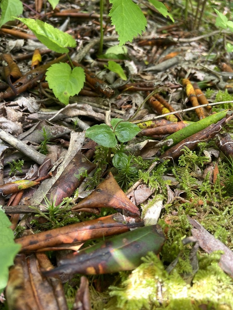 Kidneyleaf Twayblade photo 7