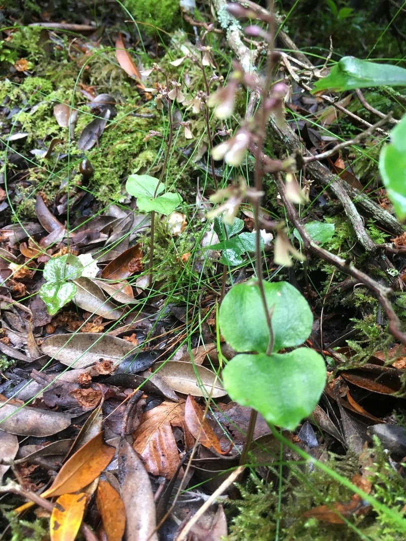 Kidneyleaf Twayblade photo 8