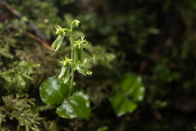 Neottia tatakaensis