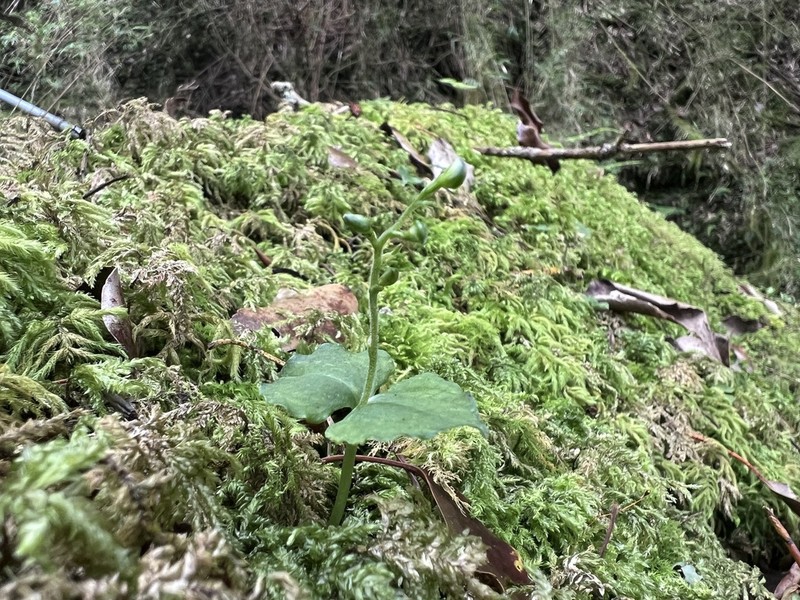 Neottia tatakaensis photo 2