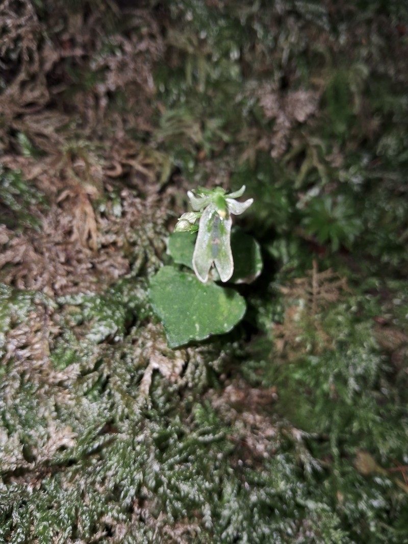 Neottia tatakaensis photo 3