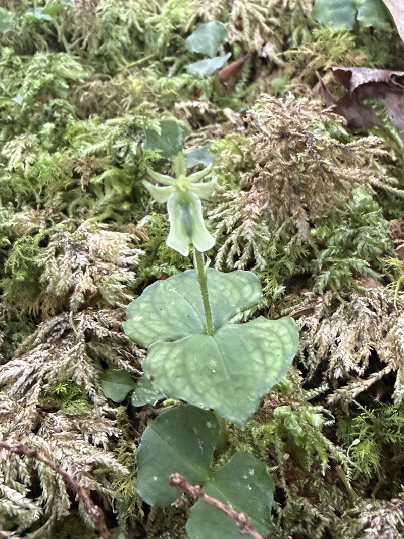 Neottia tatakaensis photo 4