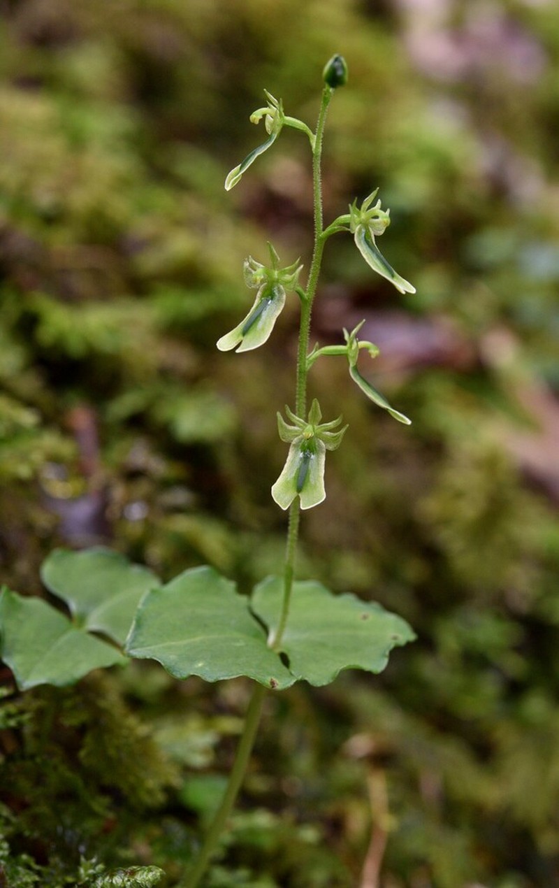 Neottia tatakaensis photo 5