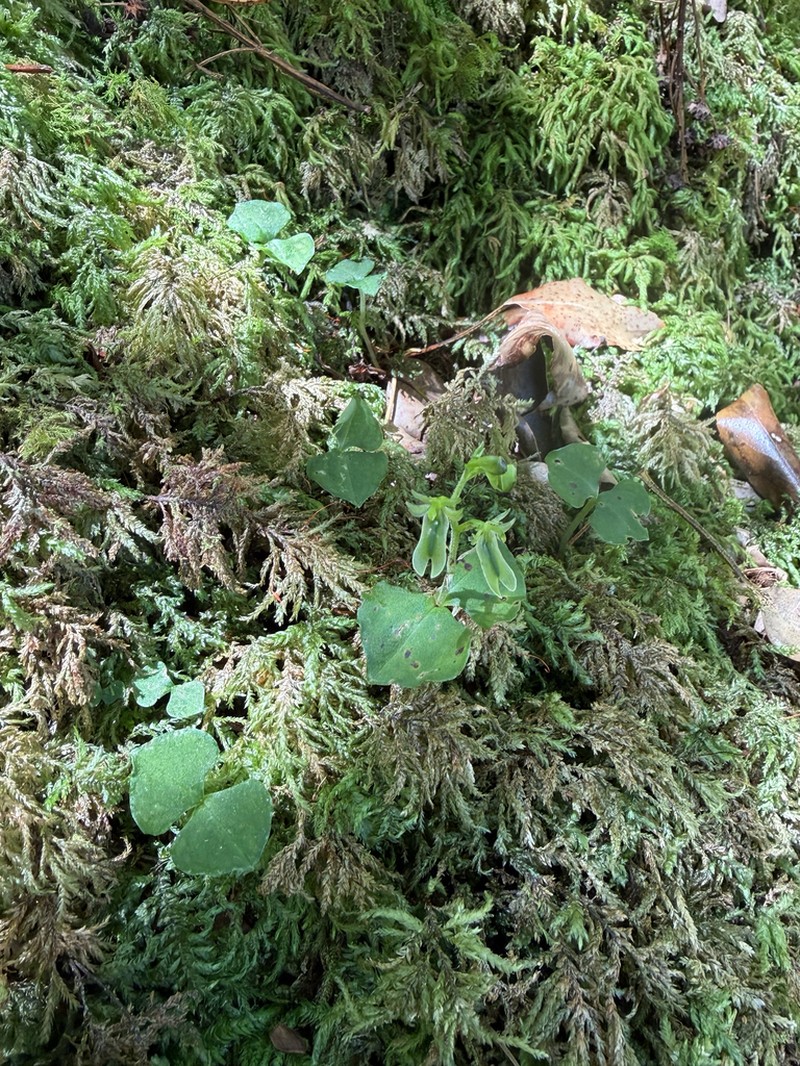 Neottia tatakaensis photo 6