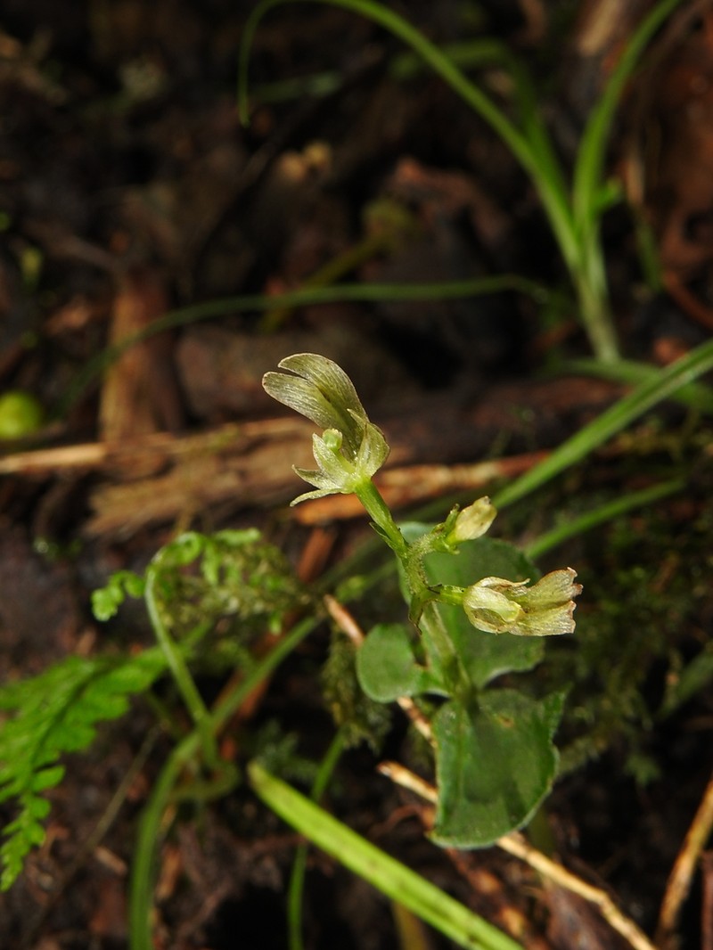 Neottia tatakaensis photo 7