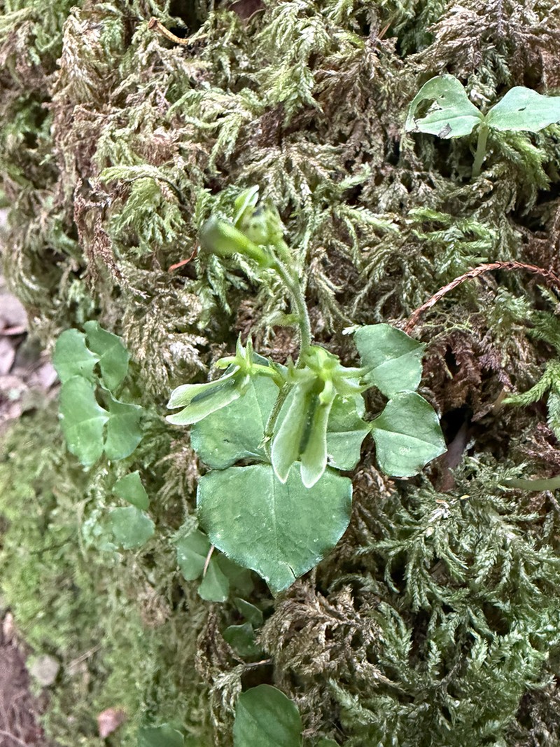 Neottia tatakaensis photo 8
