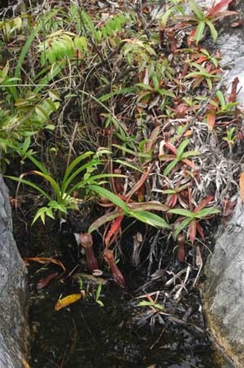 Nepenthes × bauensis photo 2