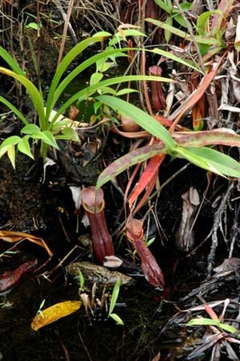 Nepenthes × bauensis photo 3