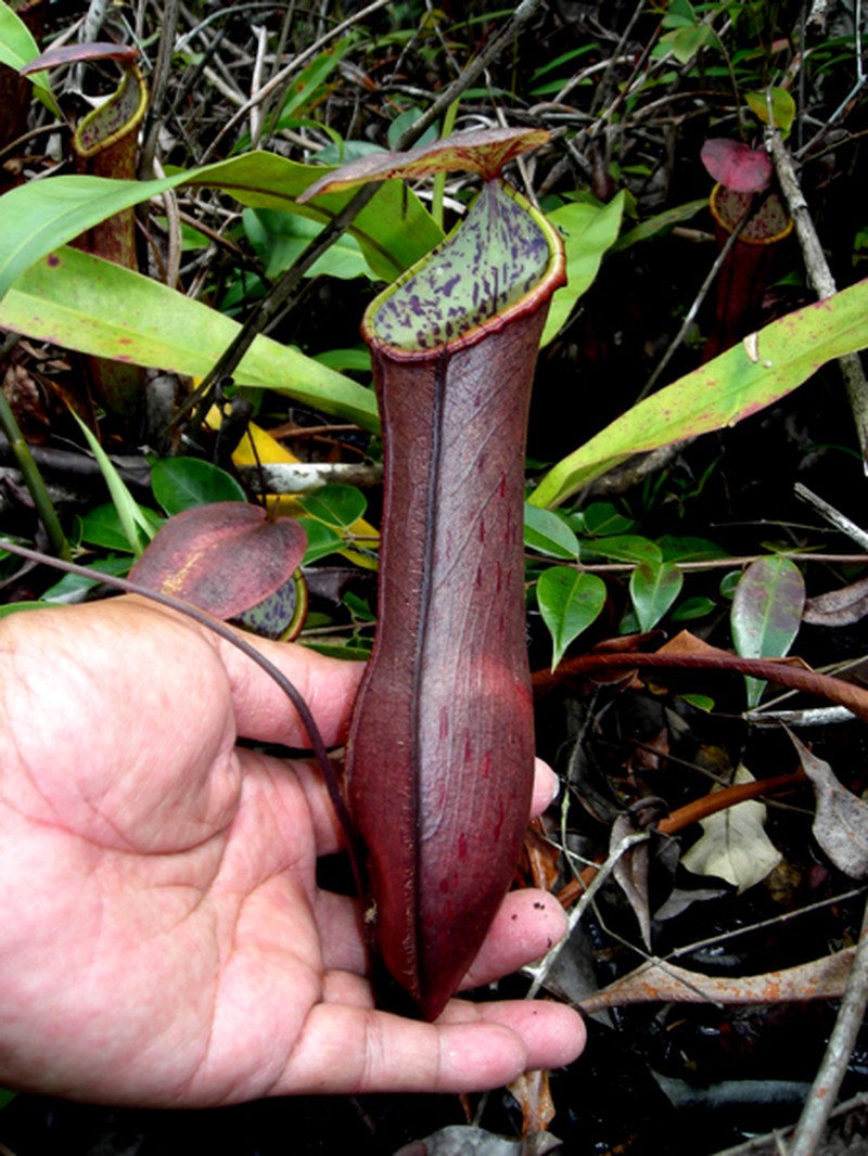 Nepenthes × bauensis photo 4
