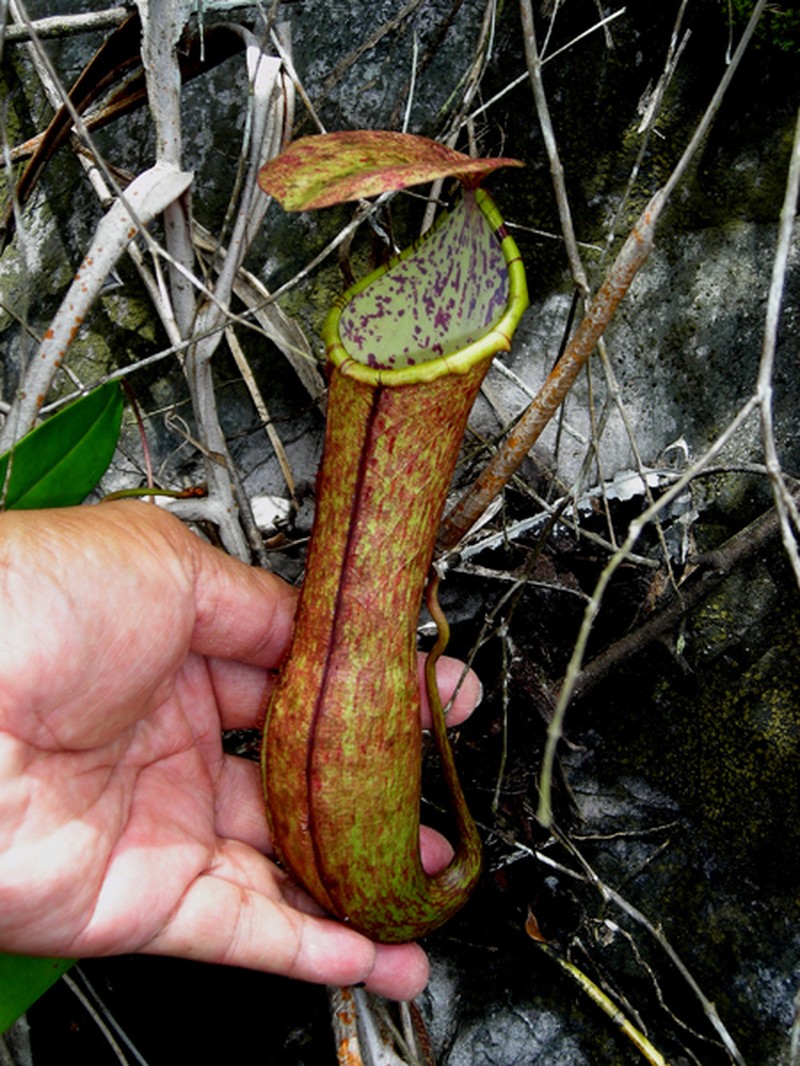 Nepenthes × bauensis photo 5