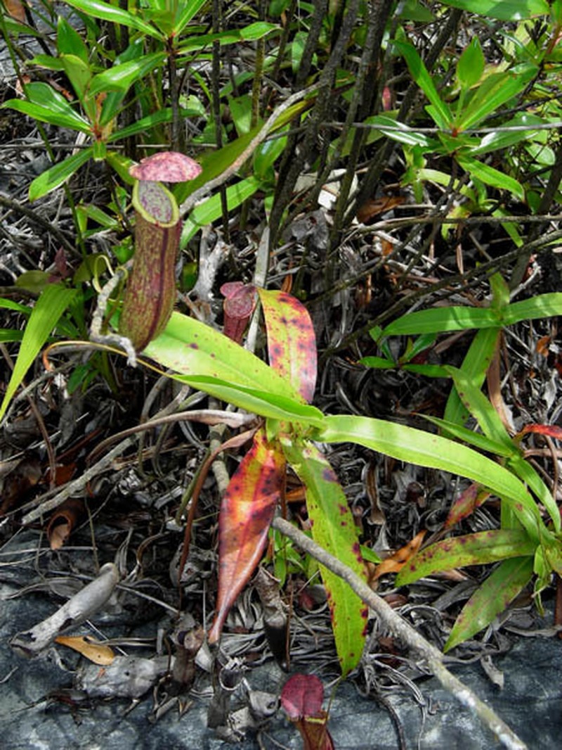 Nepenthes × bauensis photo 6