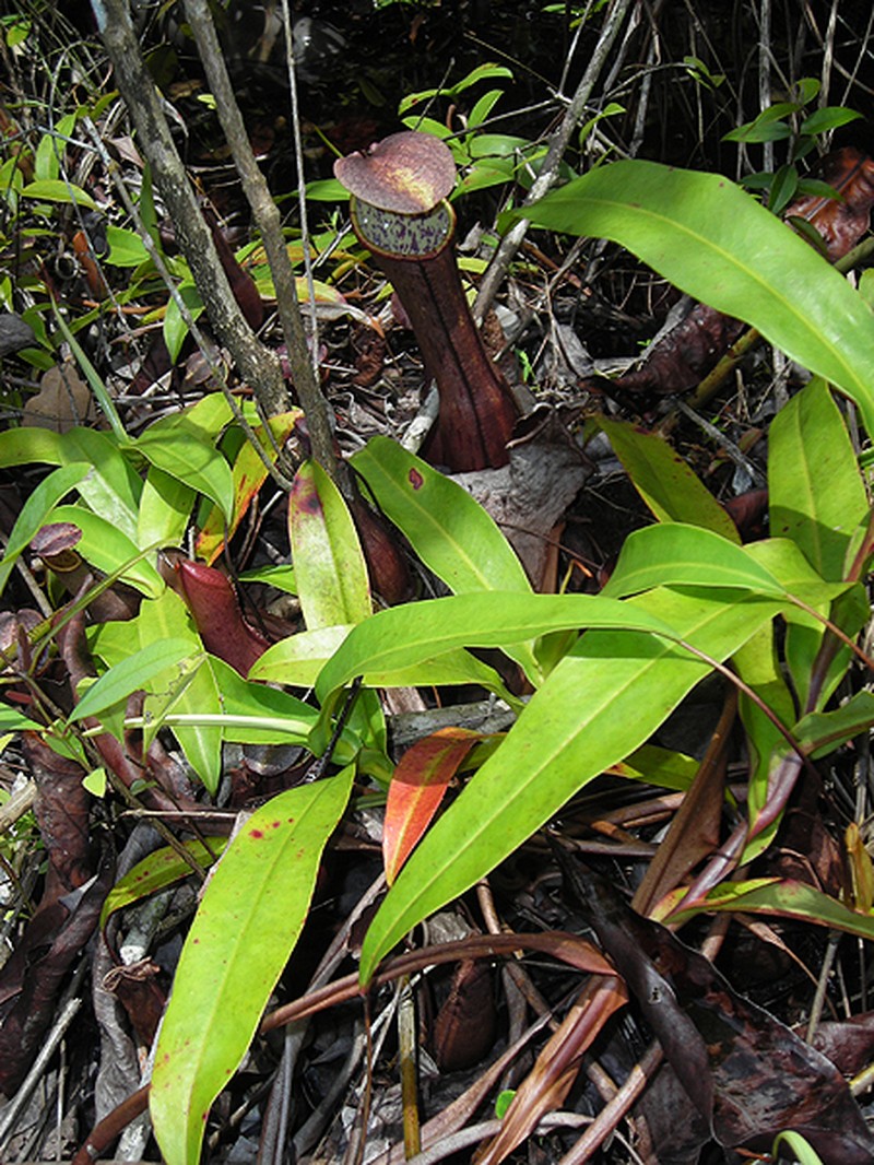 Nepenthes × bauensis photo 7