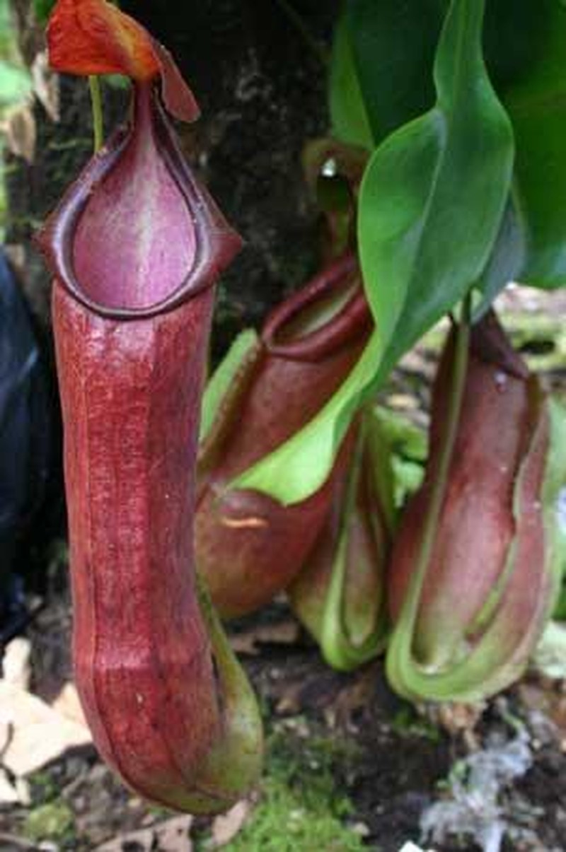 Nepenthes adrianii