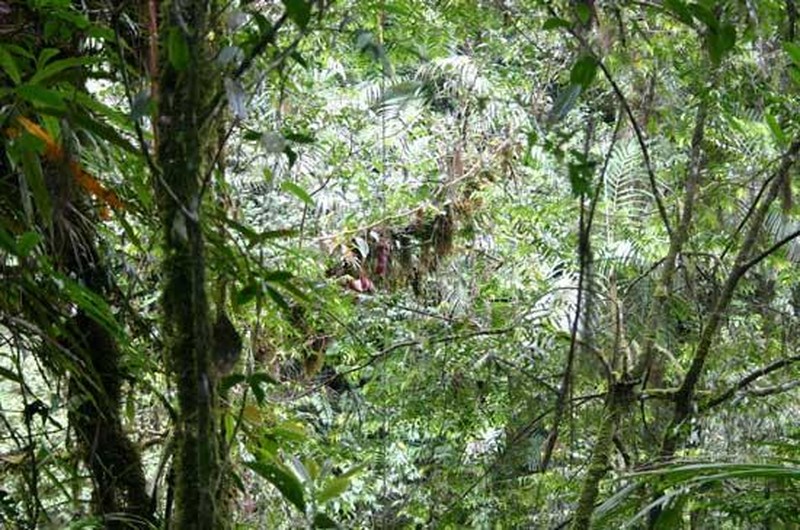 Nepenthes adrianii photo 2
