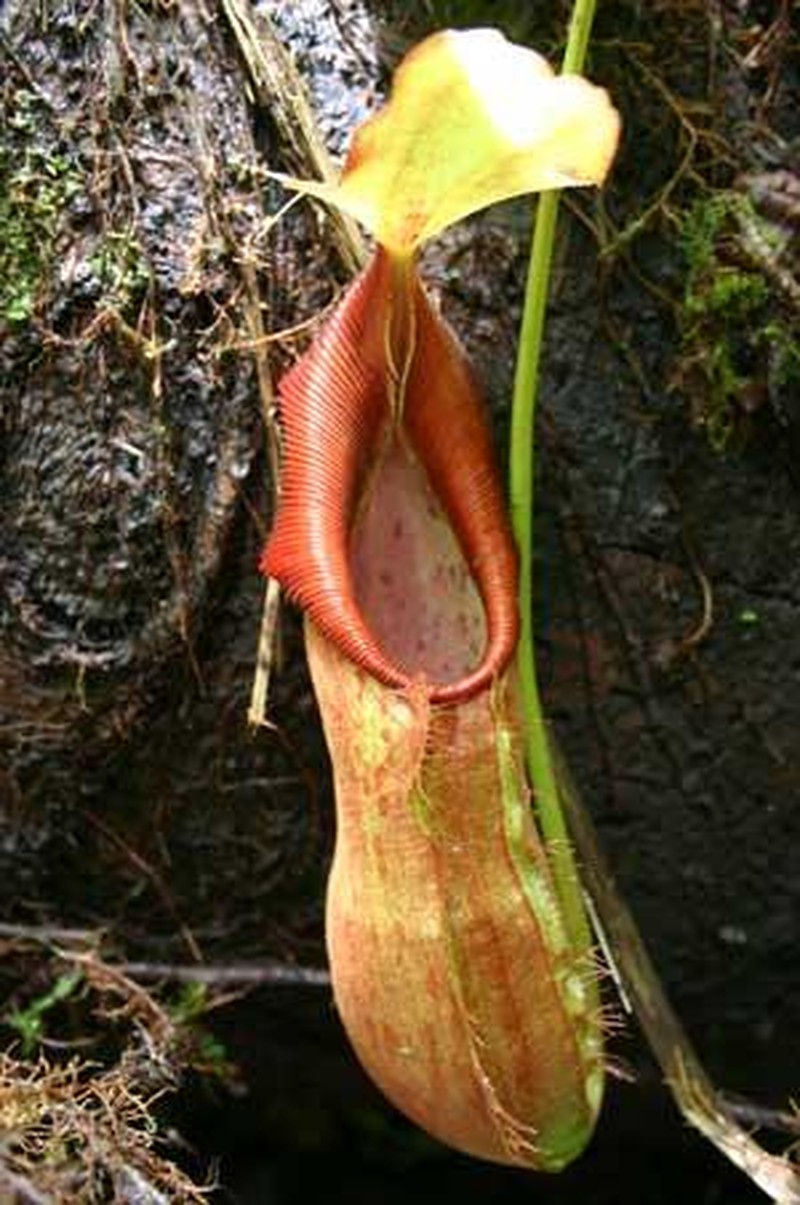 Nepenthes adrianii photo 4