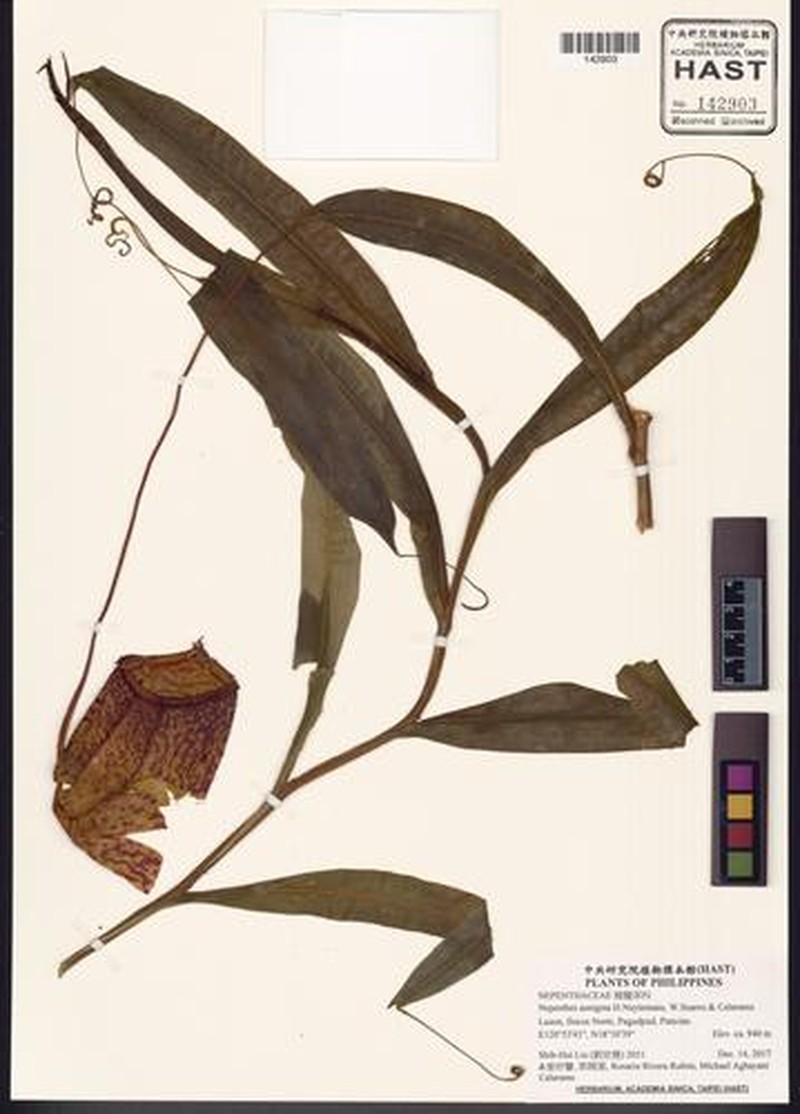 Nepenthes aenigma