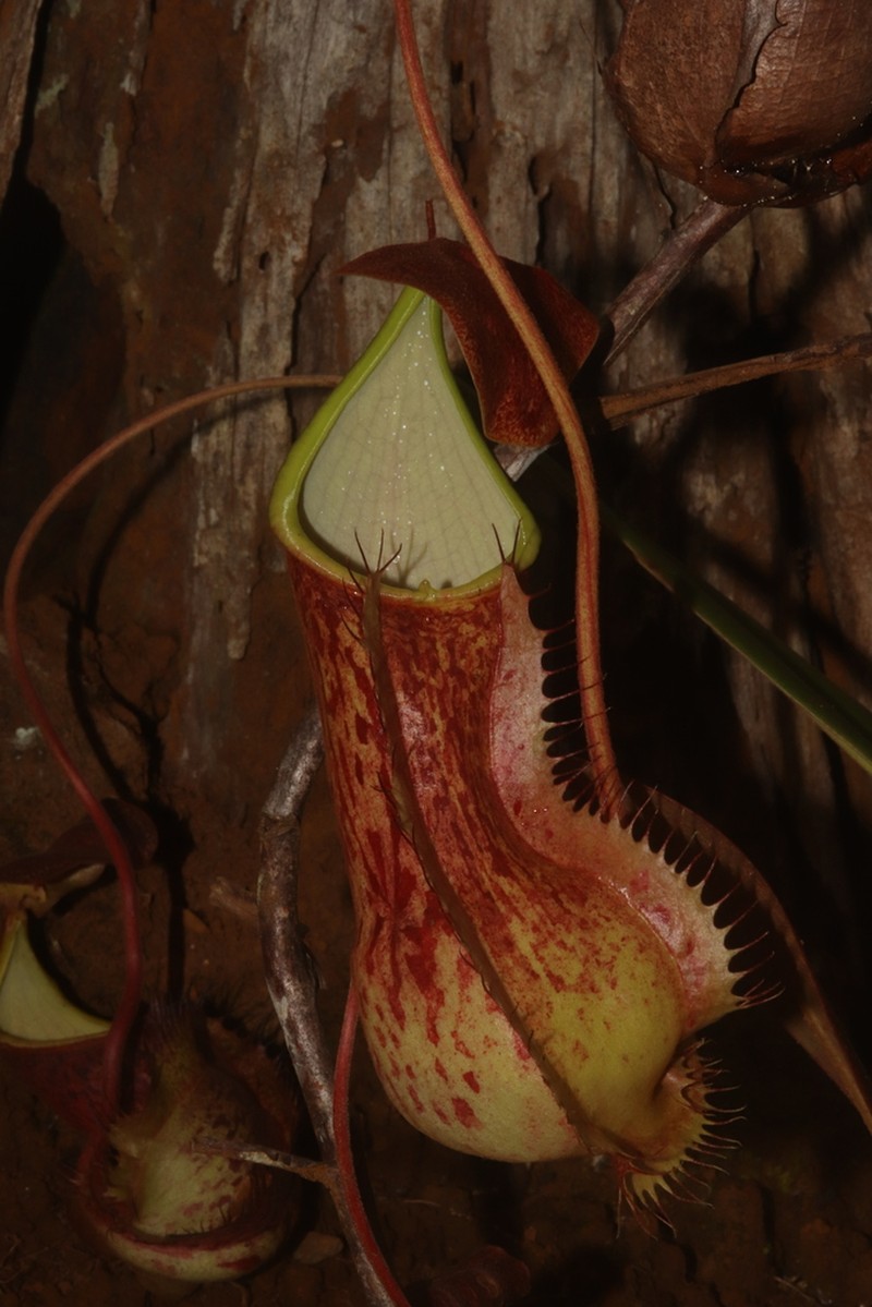 Nepenthes alfredoi photo 2