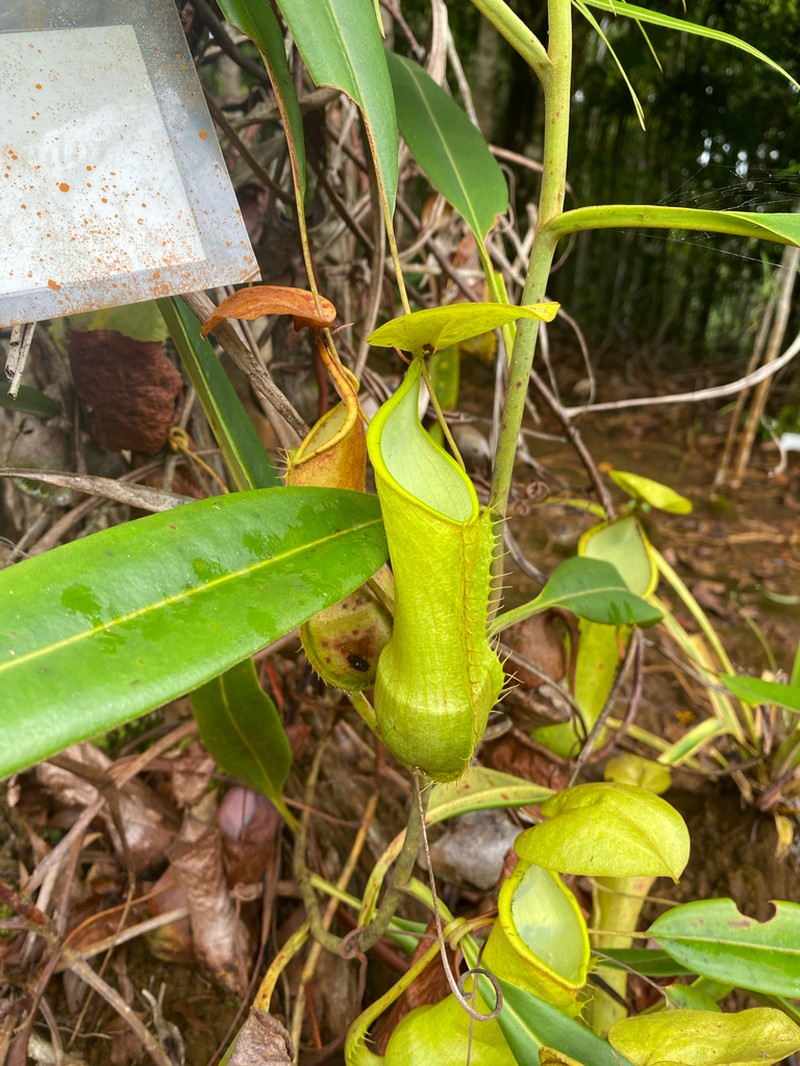 Nepenthes alfredoi photo 3