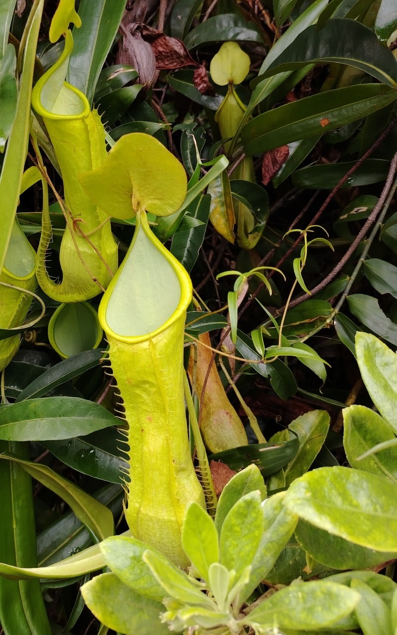 Nepenthes alfredoi photo 4