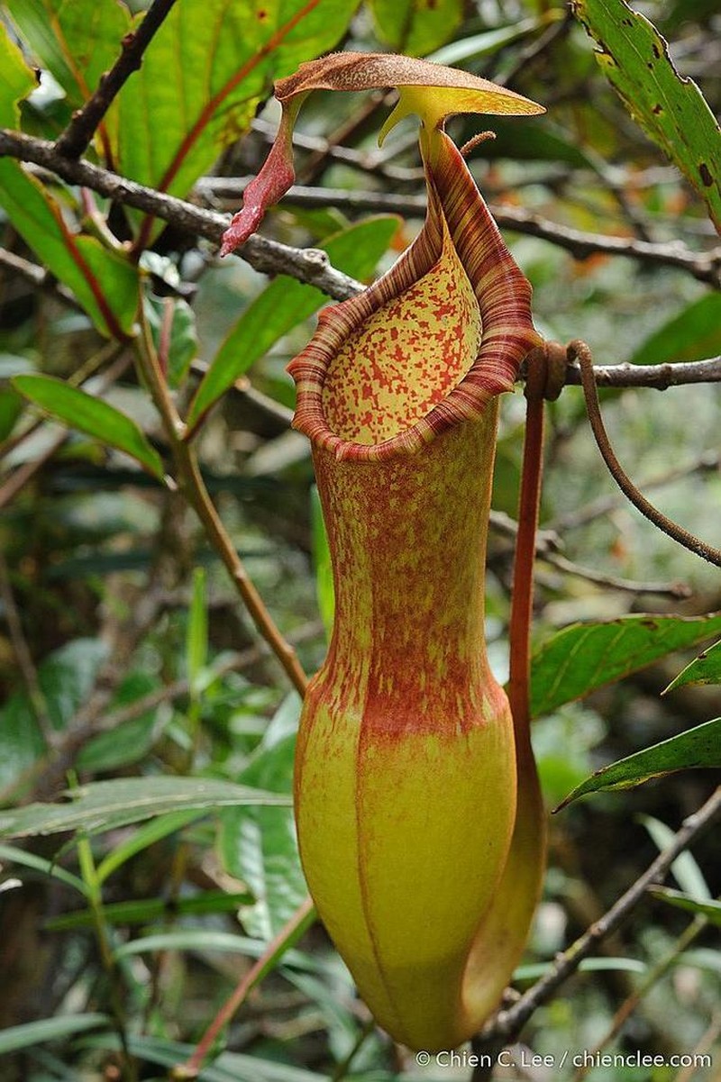 Nepenthes appendiculata