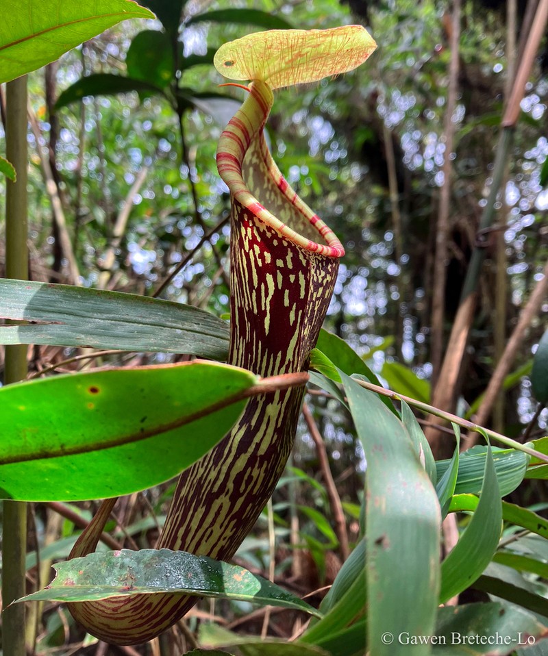 Nepenthes berbulu