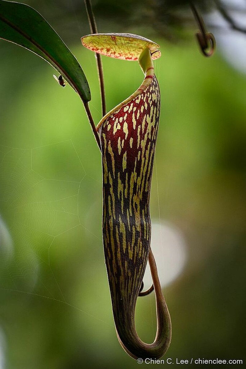 Nepenthes berbulu photo 2