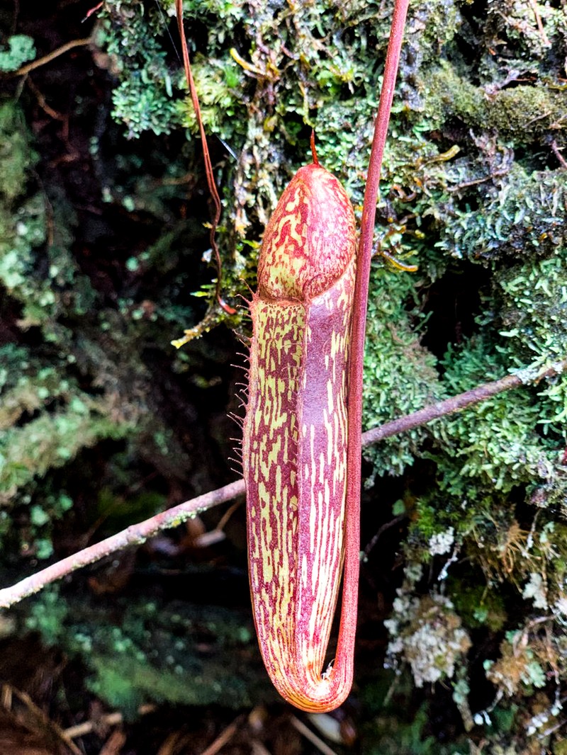 Nepenthes berbulu photo 3