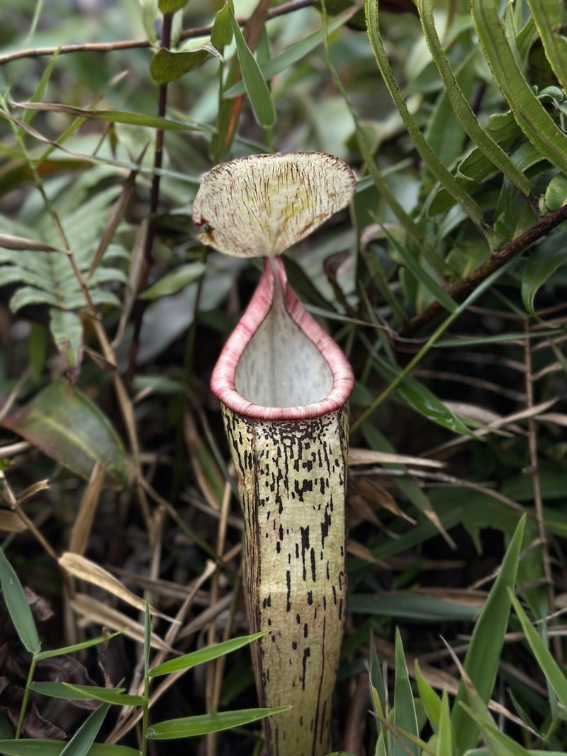 Nepenthes berbulu photo 5