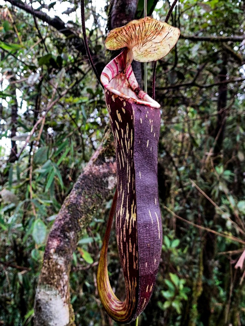 Nepenthes berbulu photo 6