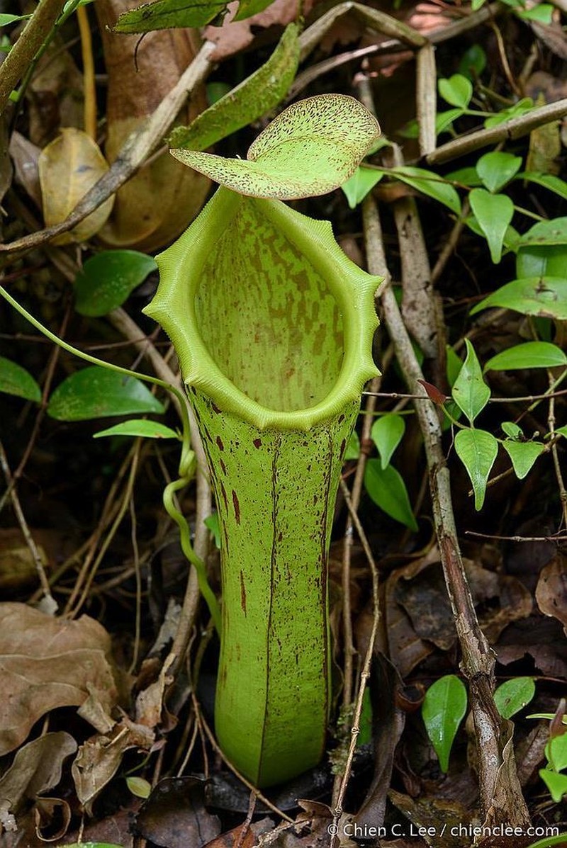 Nepenthes biak