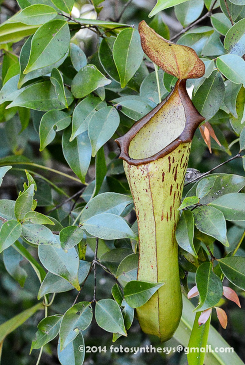 Nepenthes biak photo 2