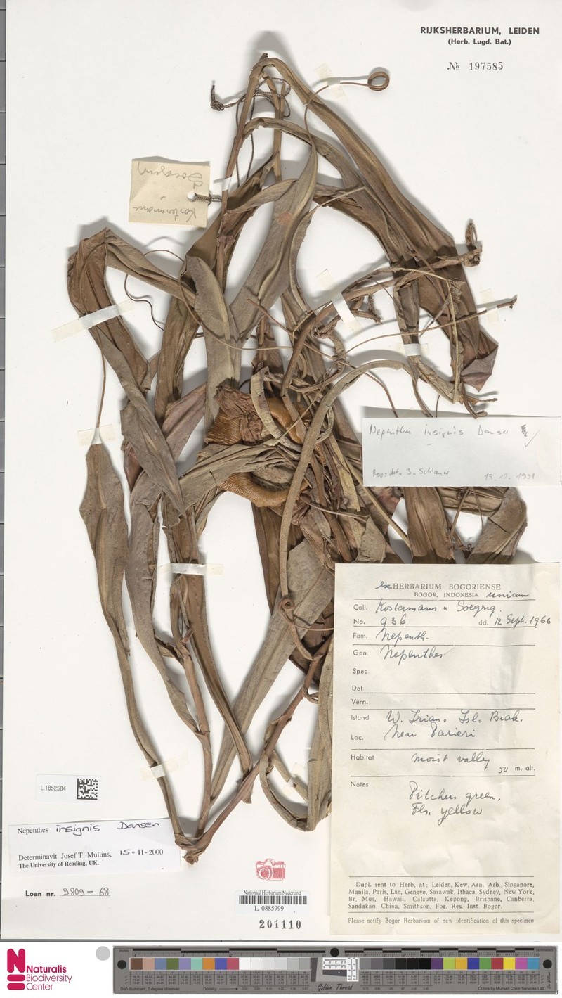 Nepenthes biak photo 3