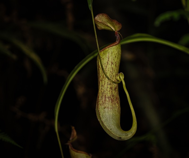 Nepenthes candalaga