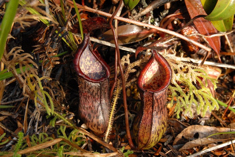Nepenthes ceciliae