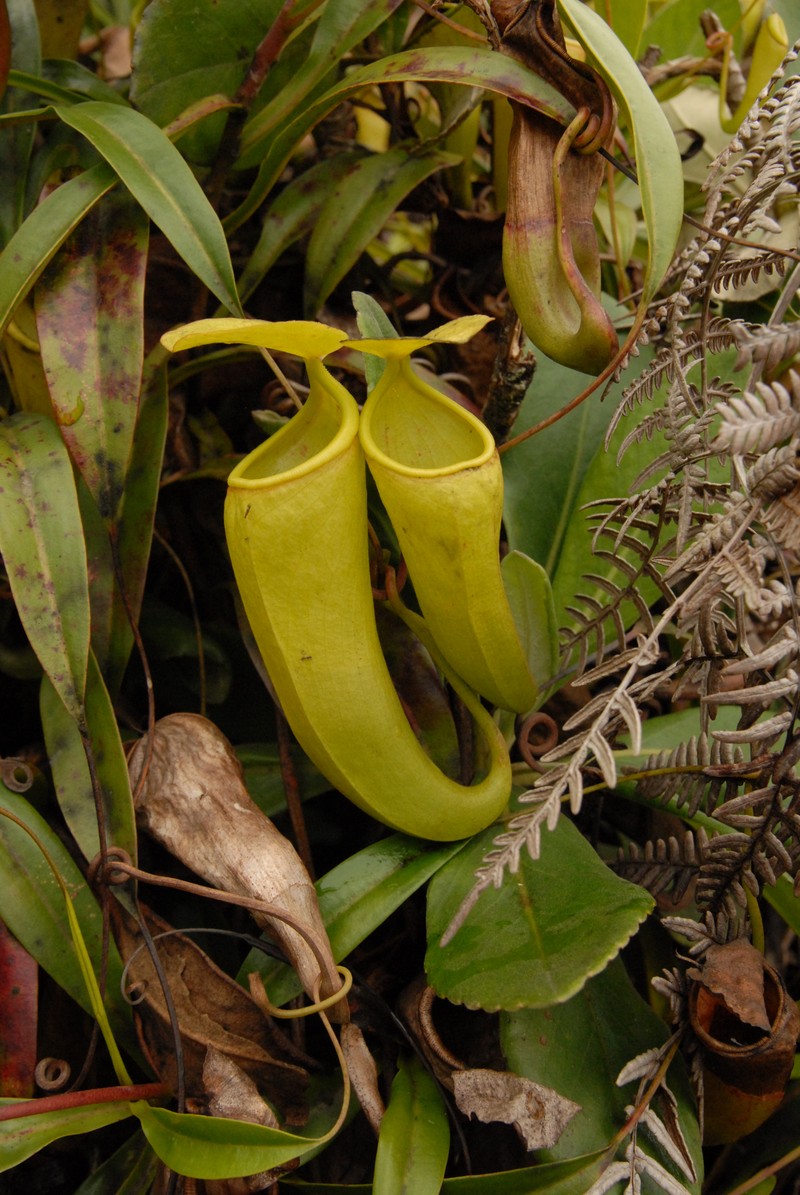 Nepenthes ceciliae photo 2