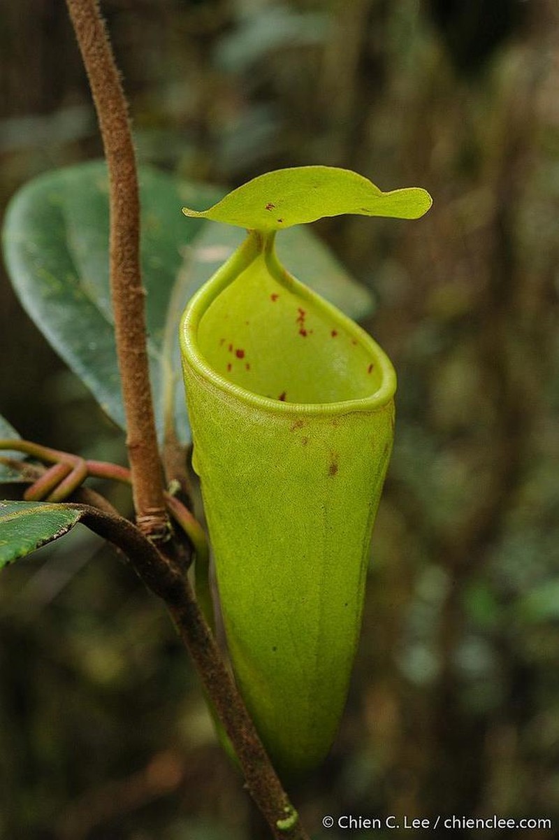 Nepenthes ceciliae photo 3